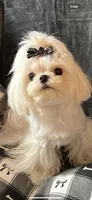 Armani, a male Maltese for sale in Rome, NY – 1 of 1