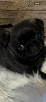 Dior, a female Pug for sale in Rome, NY – 4 of 4