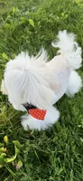 Armani, a male Maltese for sale in Rome, NY – 4 of 6