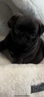 Dior, a female Pug for sale in Rome, NY – 3 of 4