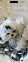 Armani, a male Maltese for sale in Rome, NY – 2 of 6