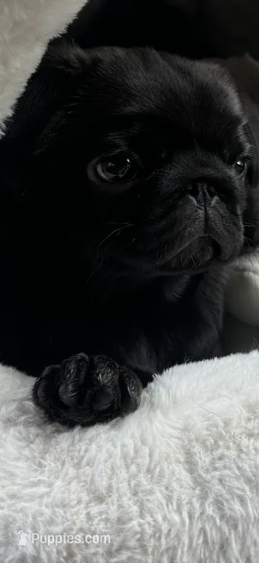 Dior – Pug puppy for sale in Rome, NY