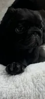 Dior, a female Pug for sale in Rome, NY – 1 of 2