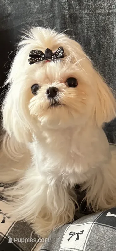 Valentino – Maltese puppy for sale in Rome, NY