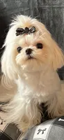 Valentino, a male Maltese for sale in Rome, NY – 1 of 3