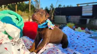Charlie , a male Doberman Pinscher for sale in Beaumont, TX – 2 of 4