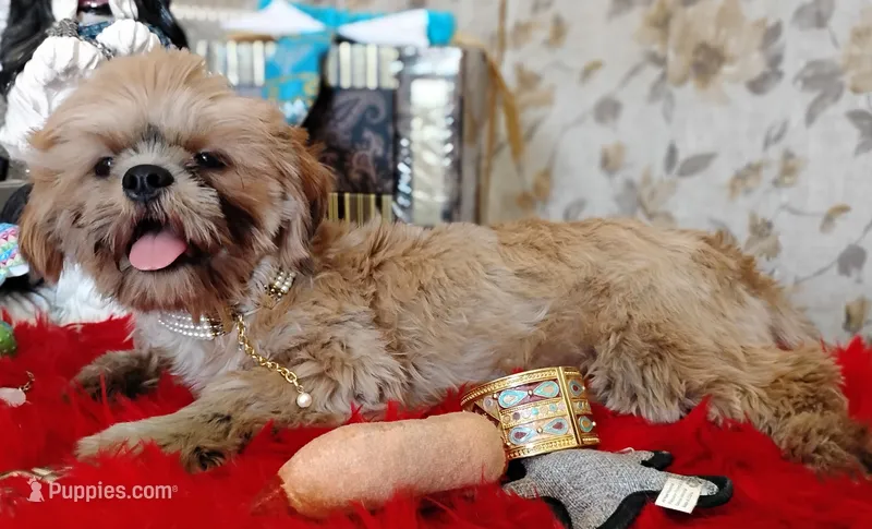 Full AKC -Male Shih Tzu – Shih Tzu puppy for sale in Houston, TX