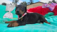 Summer, a female Doberman Pinscher for sale in Beaumont, TX – 8 of 9