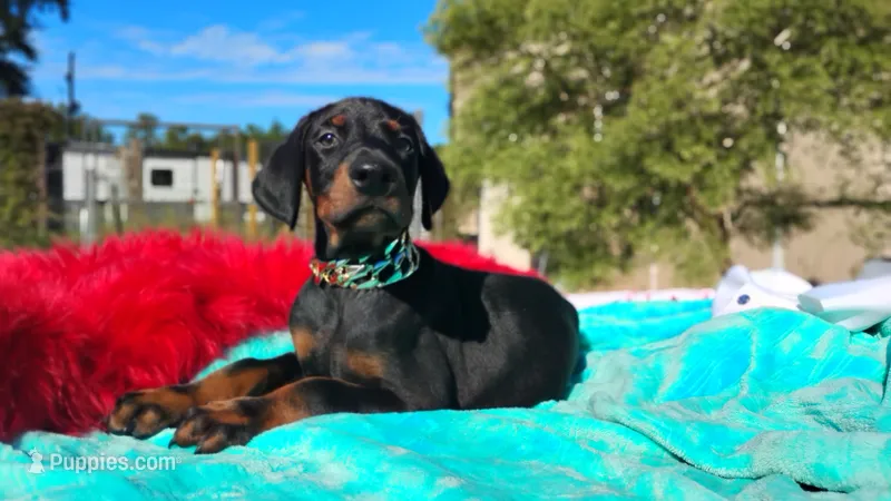 Miracle – Doberman Pinscher puppy for sale in Beaumont, TX