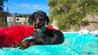 Miracle, a male Doberman Pinscher for sale in Beaumont, TX – 1 of 10