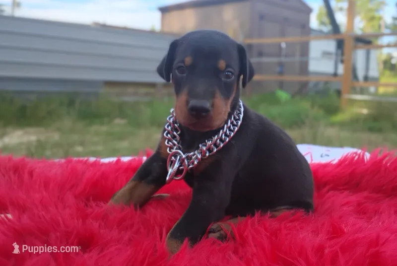 Puppy Noha  – Doberman Pinscher puppy for sale in Beaumont, TX