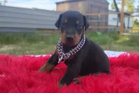 Puppy Noha , a male Doberman Pinscher for sale in Beaumont, TX – 1 of 6