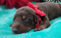 Tinker Bell , a female Doberman Pinscher for sale in Beaumont, TX – 2 of 9