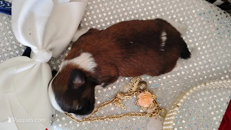 Havashu pup- Little twinkle – Havanese, Shih Tzu puppy for sale in Houston, TX