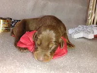 AKC Champion Bloodline - Lady Love , a female Doberman Pinscher for sale in Beaumont, TX – 4 of 8