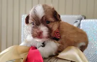 Havashu - Benji, a male Havanese and Shih Tzu for sale in Houston, TX – 8 of 9