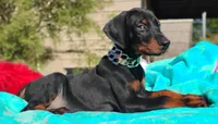 Miracle, a male Doberman Pinscher for sale in Beaumont, TX – 9 of 10