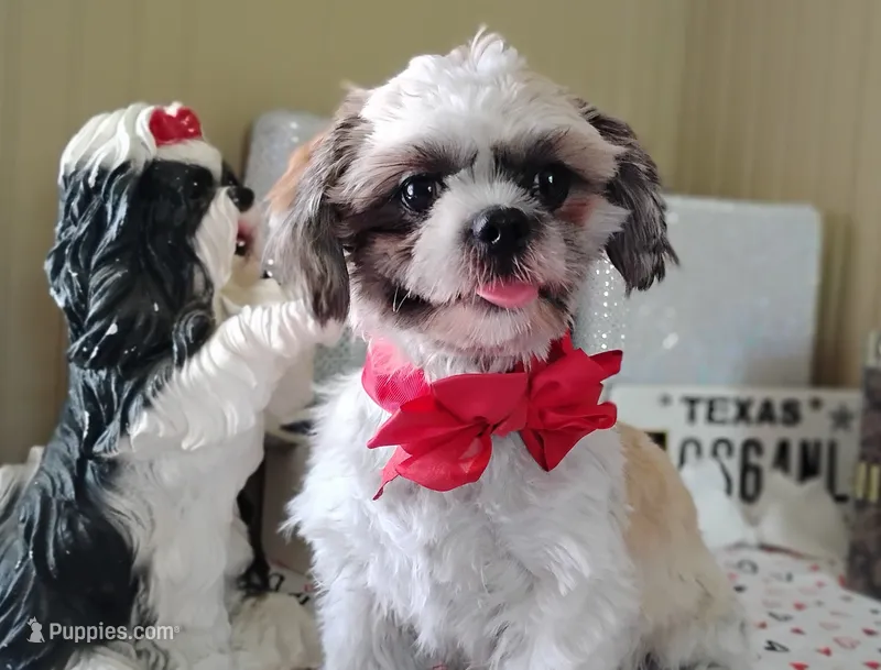 Puppy Zimba – Shih Tzu puppy for sale in Houston, TX