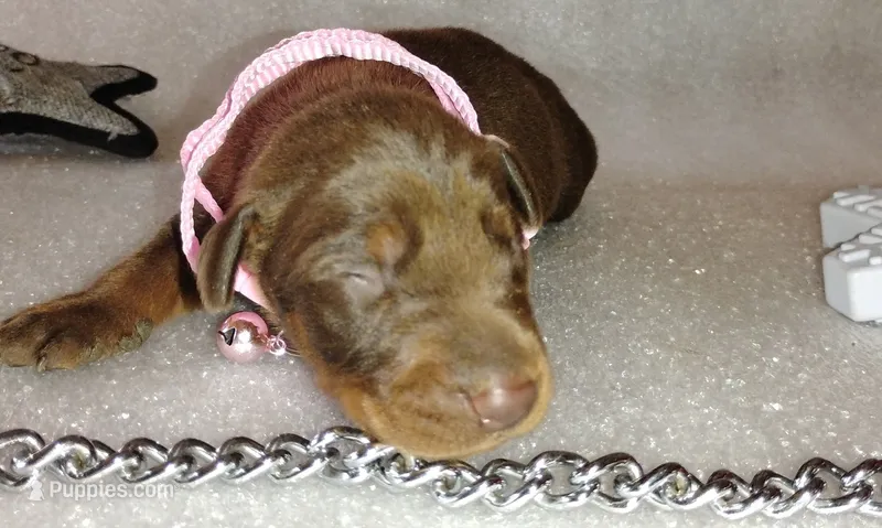 AKC Champion Bloodline - Puppy Ruby Red – Doberman Pinscher puppy for sale in Beaumont, TX