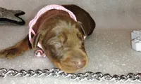 AKC Champion Bloodline - Puppy Ruby Red, a female Doberman Pinscher for sale in Beaumont, TX – 1 of 4