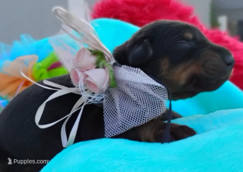 Hanna Montana  – Doberman Pinscher puppy for sale in Beaumont, TX