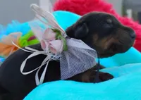 Hanna Montana , a female Doberman Pinscher for sale in Beaumont, TX – 1 of 6