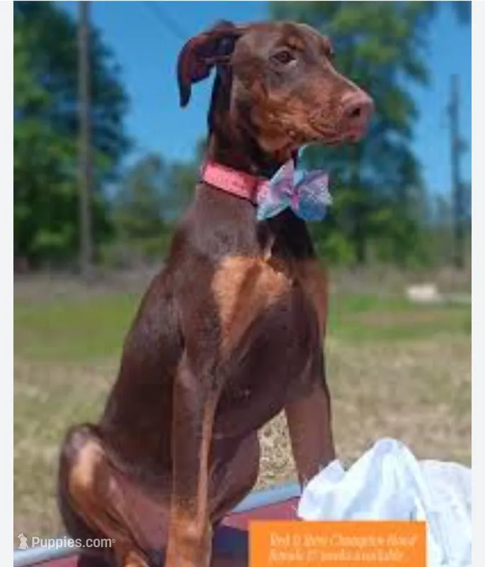 Kennedy, a female Doberman Pinscher for sale in Chandler, AZ – Photo 1 of 4