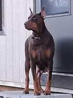 Kennedy, a female Doberman Pinscher for sale in Chandler, AZ – Photo 3 of 4