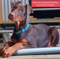 Kennedy, a female Doberman Pinscher for sale in Chandler, AZ – Photo 2 of 4