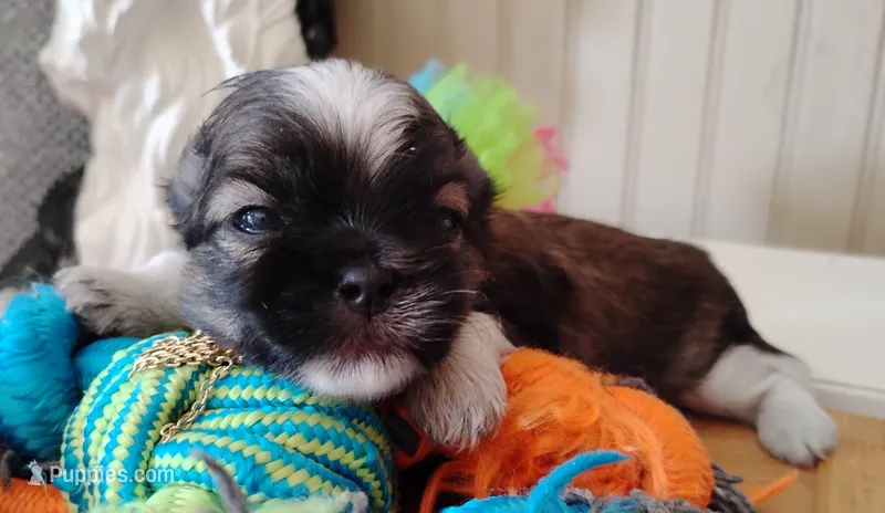 Havashu pup - Lill Mikey – Havanese, Shih Tzu puppy for sale in Houston, TX
