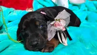 Sophia , a female Doberman Pinscher for sale in Beaumont, TX – 5 of 8