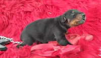 AKC- Champion bloodline - Puppy Acer, a male Doberman Pinscher for sale in Beaumont, TX – 3 of 7
