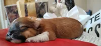 Havashu pup- Lucky Star ⭐, a female Havanese and Shih Tzu for sale in Houston, TX – 5 of 10