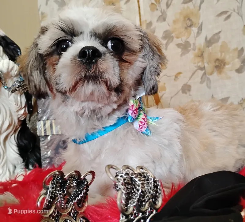 Full Akc - – Shih Tzu puppy for sale in Houston, TX