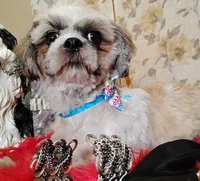 Full Akc -, a male Shih Tzu for sale in Houston, TX – 1 of 10