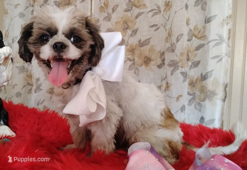 Full AKC  Puppy Oreo – Shih Tzu puppy for sale in Houston, TX