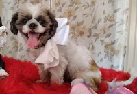 Full AKC  Puppy Oreo, a male Shih Tzu for sale in Houston, TX – 9 of 10