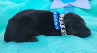 Versace , a male Doberman Pinscher for sale in Beaumont, TX – 8 of 8
