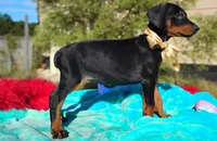 Liliana , a female Doberman Pinscher for sale in Beaumont, TX – 8 of 10