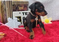 Noah , a male Doberman Pinscher for sale in Beaumont, TX – 4 of 9