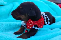 Ladybug 🐞, a female Doberman Pinscher for sale in Beaumont, TX – 7 of 7