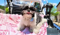 Akc full rights Pumpkin, a female Shih Tzu for sale in Houston, TX – 6 of 9