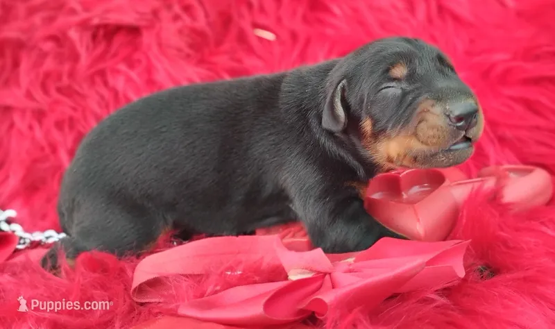 AKC- Champion bloodline - Puppy Acer – Doberman Pinscher puppy for sale in Beaumont, TX