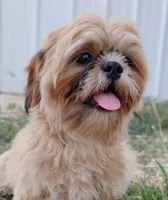 Mikey, a male Shih Tzu for sale in Houston, TX – 3 of 7