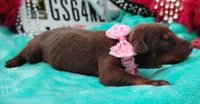 Sofia , a female Doberman Pinscher for sale in Beaumont, TX – 3 of 8