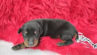 AKC Champion Bloodline - Puppy Oliver , a male Doberman Pinscher for sale in Beaumont, TX – 5 of 8