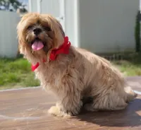 Mikey , a male Shih Tzu for sale in Beaumont, TX – 2 of 10