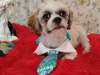 Full Akc Zimba, a male Shih Tzu for sale in Houston, TX – 6 of 6