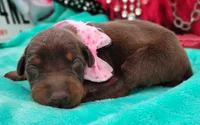 Sofia , a female Doberman Pinscher for sale in Beaumont, TX – 5 of 8