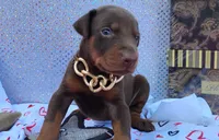 AKC Champion Bloodline - Ginger , a female Doberman Pinscher for sale in Beaumont, TX – 3 of 10
